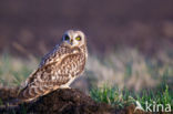 Short-eared Owl (Asio flammeus)