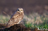 Short-eared Owl (Asio flammeus)