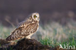 Short-eared Owl (Asio flammeus)