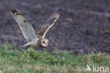 Short-eared Owl (Asio flammeus)