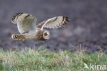 Short-eared Owl (Asio flammeus)