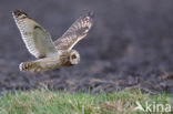 Short-eared Owl (Asio flammeus)