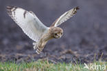 Short-eared Owl (Asio flammeus)