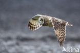 Short-eared Owl (Asio flammeus)