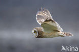 Short-eared Owl (Asio flammeus)