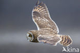 Short-eared Owl (Asio flammeus)