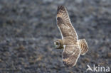 Short-eared Owl (Asio flammeus)