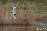 Short-eared Owl (Asio flammeus)