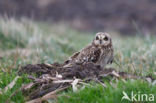 Short-eared Owl (Asio flammeus)