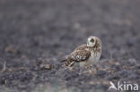 Short-eared Owl (Asio flammeus)