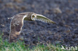 Short-eared Owl (Asio flammeus)