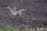 Short-eared Owl (Asio flammeus)