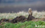 Short-eared Owl (Asio flammeus)