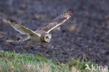 Short-eared Owl (Asio flammeus)