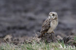 Short-eared Owl (Asio flammeus)