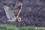 Short-eared Owl (Asio flammeus)