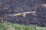 Short-eared Owl (Asio flammeus)