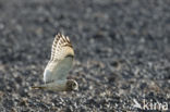 Short-eared Owl (Asio flammeus)