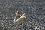 Short-eared Owl (Asio flammeus)