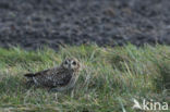 Short-eared Owl (Asio flammeus)