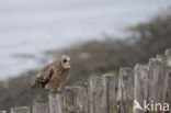 Short-eared Owl (Asio flammeus)