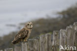 Short-eared Owl (Asio flammeus)