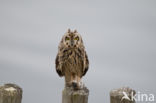 Short-eared Owl (Asio flammeus)