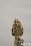 Short-eared Owl (Asio flammeus)