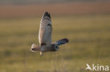 Short-eared Owl (Asio flammeus)