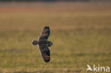 Short-eared Owl (Asio flammeus)