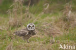 Short-eared Owl (Asio flammeus)