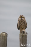 Short-eared Owl (Asio flammeus)