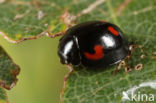 4 spot Ladybird