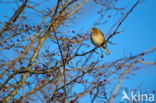 Chaffinch (Fringilla coelebs)