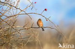 Vink (Fringilla coelebs)