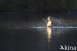 European Otter (Lutra lutra)