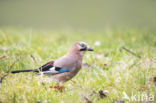 Eurasian Jay (Garrulus glandarius)