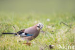 Vlaamse Gaai (Garrulus glandarius)