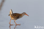 Waterrail (Rallus aquaticus)