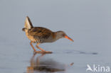 Waterral (Rallus aquaticus)