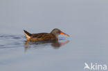 Waterrail (Rallus aquaticus)