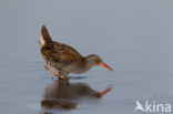 Waterrail (Rallus aquaticus)