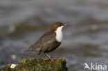 White-throated Dipper (Cinclus cinclus)