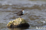 White-throated Dipper (Cinclus cinclus)