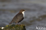 White-throated Dipper (Cinclus cinclus)