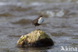 White-throated Dipper (Cinclus cinclus)