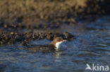 White-throated Dipper (Cinclus cinclus)