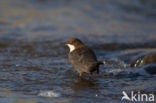 White-throated Dipper (Cinclus cinclus)