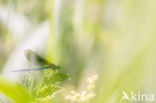 Weidebeekjuffer (Calopteryx splendens)