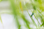 Weidebeekjuffer (Calopteryx splendens)